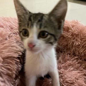 Meet your Posher, Shanta